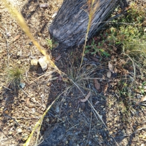 Austrostipa scabra at Bonner, ACT - 26 Mar 2024