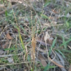 Panicum effusum (Hairy Panic Grass) at Mount Rogers - 18 Mar 2024 by WalkYonder