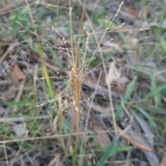 Panicum effusum at Mount Rogers - 19 Mar 2024