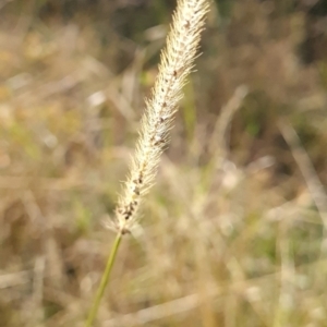 Setaria parviflora at Bonner, ACT - 26 Mar 2024