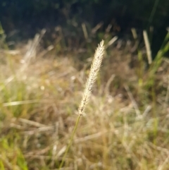 Setaria parviflora at Bonner, ACT - 26 Mar 2024