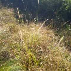 Setaria parviflora at Bonner, ACT - 26 Mar 2024