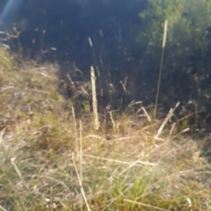 Setaria parviflora at Bonner, ACT - 26 Mar 2024