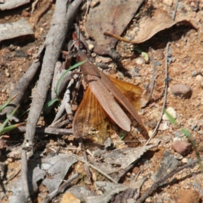 Goniaea australasiae (Gumleaf grasshopper) at Upper Nepean - 14 Jan 2024 by JanHartog
