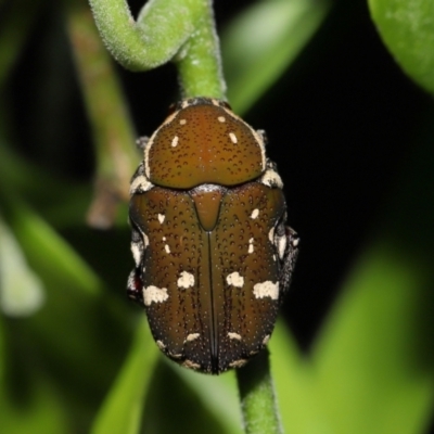 Unidentified Scarab beetle (Scarabaeidae) at Wellington Point, QLD - 30 Jan 2024 by TimL
