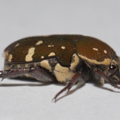 Unidentified Scarab beetle (Scarabaeidae) at Wellington Point, QLD - 30 Jan 2024 by TimL