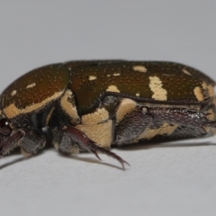 Glycyphana stolata at Wellington Point, QLD - suppressed
