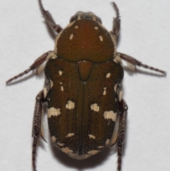 Glycyphana stolata at Wellington Point, QLD - suppressed