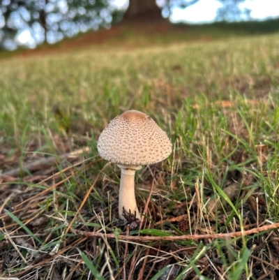 Macrolepiota clelandii (Macrolepiota clelandii) at QPRC LGA - 26 Mar 2024 by stellabellaxx