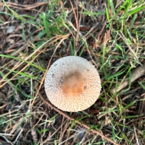 Macrolepiota clelandii at QPRC LGA - 27 Mar 2024