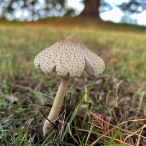 Macrolepiota clelandii at QPRC LGA - 27 Mar 2024 07:27 AM