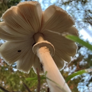 Macrolepiota clelandii at QPRC LGA - 27 Mar 2024 07:27 AM