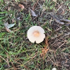 Macrolepiota clelandii at QPRC LGA - 27 Mar 2024