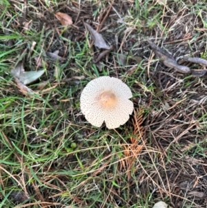 Macrolepiota clelandii at QPRC LGA - 27 Mar 2024