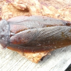 Laxta granicollis (Common bark or trilobite cockroach) at Flea Bog Flat to Emu Creek Corridor - 23 Mar 2024 by JohnGiacon