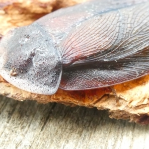 Laxta granicollis at Flea Bog Flat to Emu Creek Corridor - 23 Mar 2024