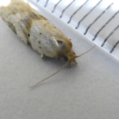 Epiphyas postvittana (Light Brown Apple Moth) at Emu Creek Belconnen (ECB) - 24 Mar 2024 by JohnGiacon