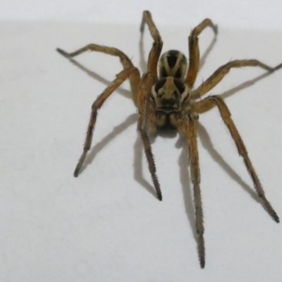 Lycosidae (family) (Unidentified wolf spider) at Emu Creek Belconnen (ECB) - 23 Mar 2024 by JohnGiacon