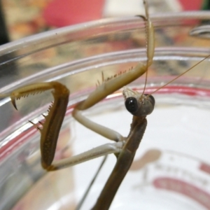 Tenodera australasiae at Emu Creek - 25 Mar 2024