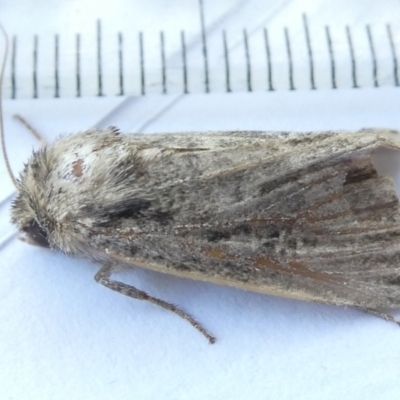 Hadeninae sp. (subfamily) (Hadeninae sp. (subfamily)) at Flea Bog Flat to Emu Creek Corridor - 26 Mar 2024 by JohnGiacon