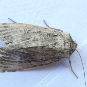 Hadeninae sp. (subfamily) at Emu Creek Belconnen (ECB) - 26 Mar 2024