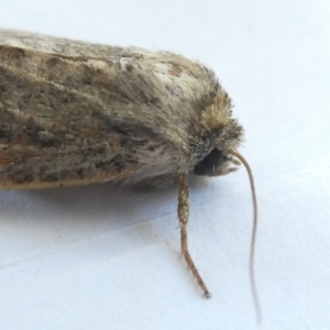 Hadeninae sp. (subfamily) at Emu Creek Belconnen (ECB) - 26 Mar 2024