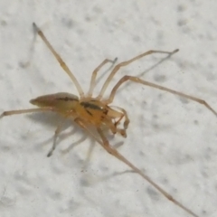 Cheiracanthium gracile (Slender sac spider) at Flea Bog Flat to Emu Creek Corridor - 4 Apr 2024 by JohnGiacon