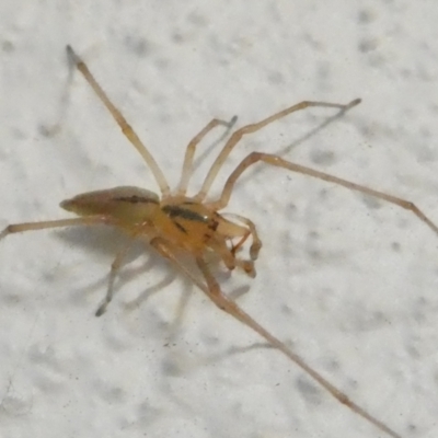 Cheiracanthium gracile (Slender sac spider) at Flea Bog Flat to Emu Creek Corridor - 4 Apr 2024 by JohnGiacon