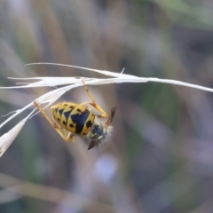 Vespula germanica (European wasp) at Lyons, ACT - 26 Mar 2024 by ran452