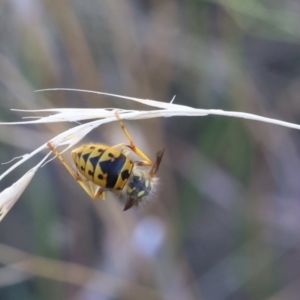 Vespula germanica at Lyons, ACT - 27 Mar 2024