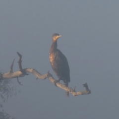 Phalacrocorax carbo (Great Cormorant) at Wandiyali-Environa Conservation Area - 27 Mar 2024 by Wandiyali