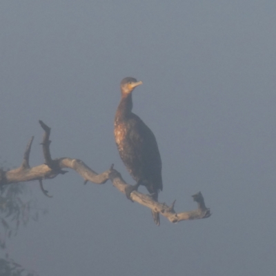 Phalacrocorax carbo (Great Cormorant) at Wandiyali-Environa Conservation Area - 26 Mar 2024 by Wandiyali