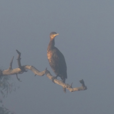 Phalacrocorax carbo (Great Cormorant) at Wandiyali-Environa Conservation Area - 27 Mar 2024 by Wandiyali