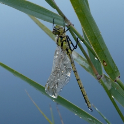 Hemicordulia tau (Tau Emerald) at Wandiyali-Environa Conservation Area - 26 Mar 2024 by Wandiyali