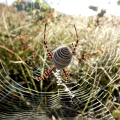 Argiope trifasciata (Banded orb weaver) at Wandiyali-Environa Conservation Area - 26 Mar 2024 by Wandiyali