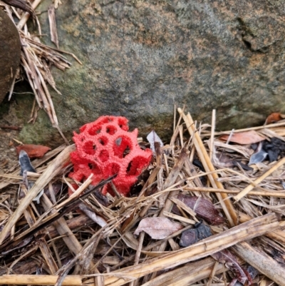 Unidentified Fungus at Bourbah, NSW - 26 Mar 2024 by AliClaw