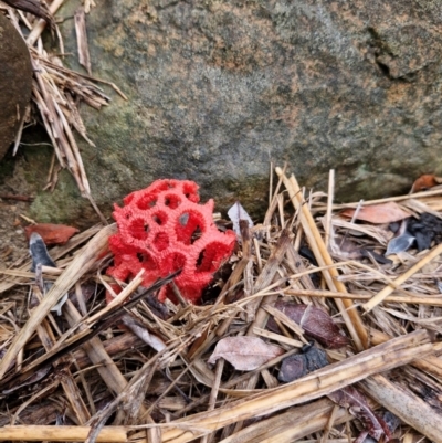 Unverified Fungus at  - suppressed by AliClaw