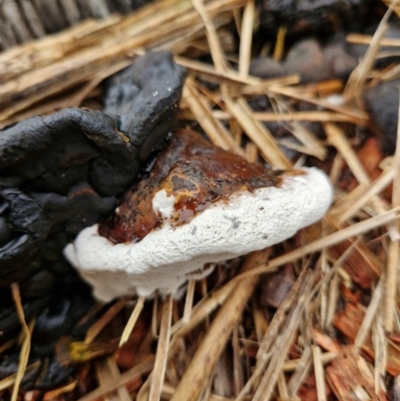 Unidentified Fungus at Woodburn, NSW - 27 Mar 2024 by AliClaw