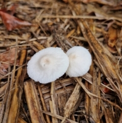 Unidentified Fungus at Broadwater, NSW - 26 Mar 2024 by AliClaw