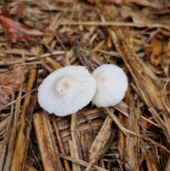 zz agaric (stem; gill colour unknown) at Broadwater National Park - 27 Mar 2024 by AliClaw