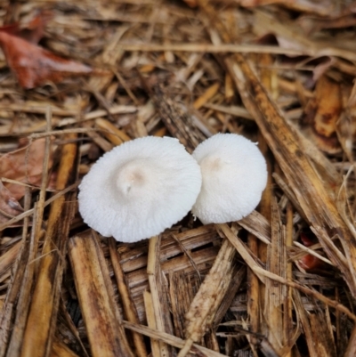 zz agaric (stem; gill colour unknown) at Broadwater National Park - 27 Mar 2024 by AliClaw