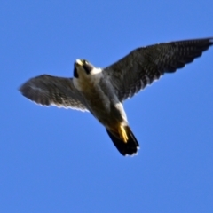 Falco peregrinus (Peregrine Falcon) at Woodstock Nature Reserve - 27 Mar 2024 by Thurstan