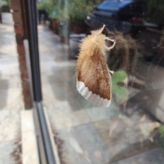 Euproctis baliolalis (Browntail Gum Moth) at QPRC LGA - 27 Mar 2024 by LyndalT