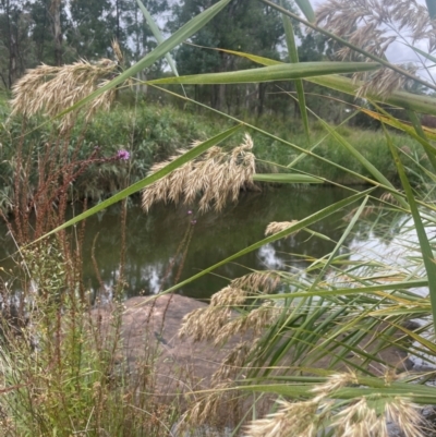 Phragmites australis (Common Reed) at Rylstone, NSW - 23 Mar 2024 by JaneR