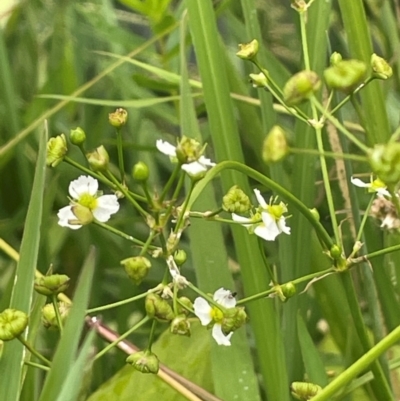 Alisma plantago-aquatica (Water Plantain) at Rylstone, NSW - 23 Mar 2024 by JaneR