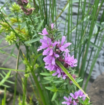 Lythrum salicaria (Purple Loosestrife) at Rylstone, NSW - 23 Mar 2024 by JaneR