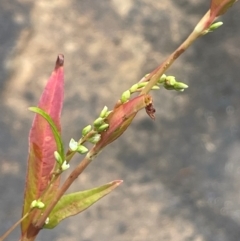 Persicaria hydropiper (Water Pepper) at Rylstone, NSW - 23 Mar 2024 by JaneR