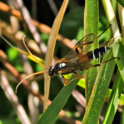 Ichneumonoidea (Superfamily) (A species of parasitic wasp) at Sullivans Creek, Lyneham South - 27 Mar 2024 by trevorpreston