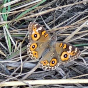 Junonia villida at City Renewal Authority Area - 27 Mar 2024 12:06 PM