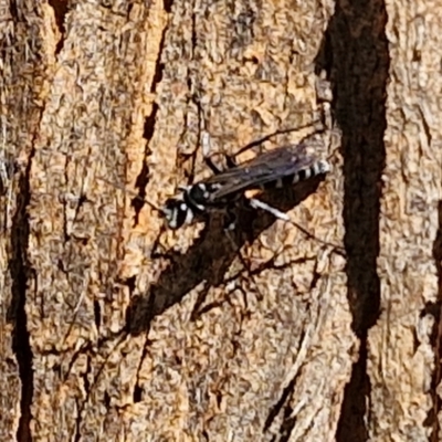 Ichneumonoidea (Superfamily) (A species of parasitic wasp) at Lyneham Wetland - 27 Mar 2024 by trevorpreston
